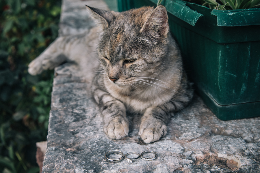 Il gatto guardiano degli anelli GLPSTUDIO Photo & Video
